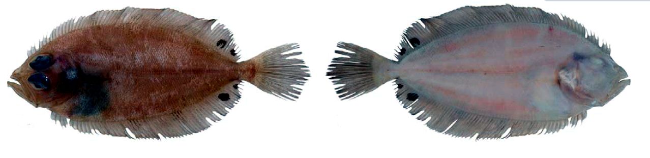 Lepidorhombus boscii_07